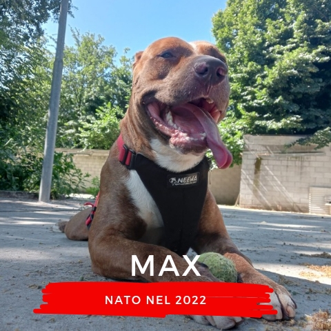 MAX