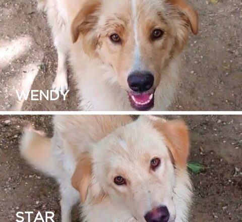 WENDY e STAR