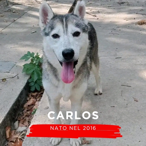 CARLOS