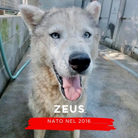 ZEUS