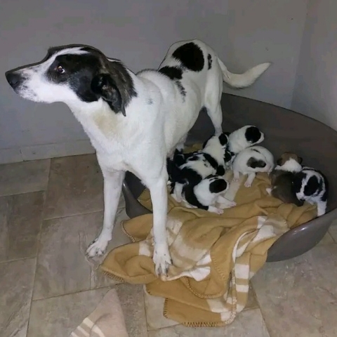 MAMMA CON CUCCIOLI